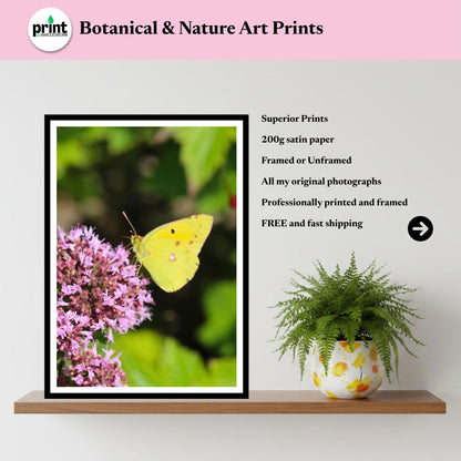 Clouded Yellow Butterfly Print, Nature Photography, Botanical Wall Art, Garden Decor