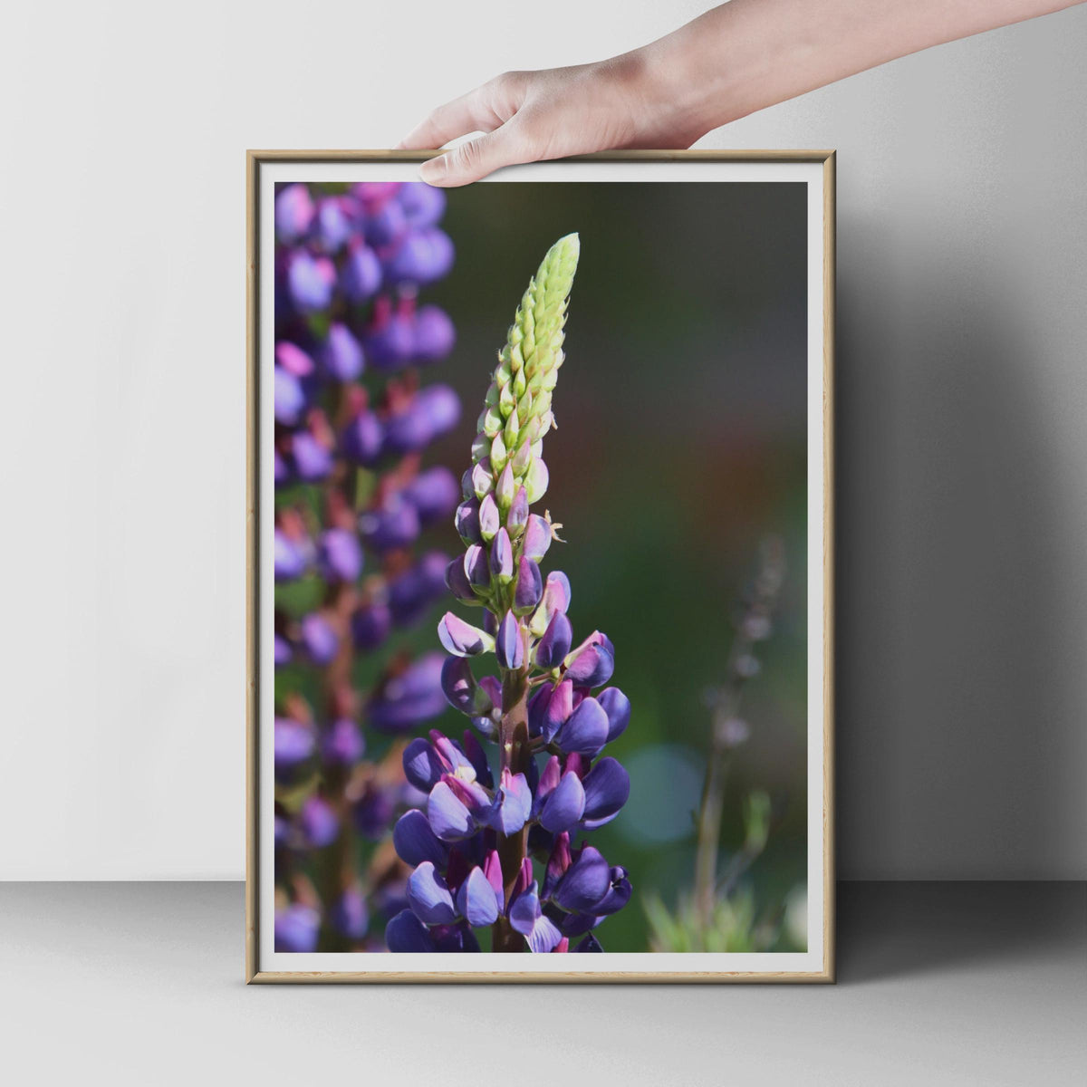 Lupin Flower Photography Print, Purple Botanical Wall Art, Floral Poster, Garden Photo, Violet Wildflower Decor, Close Up Nature Print