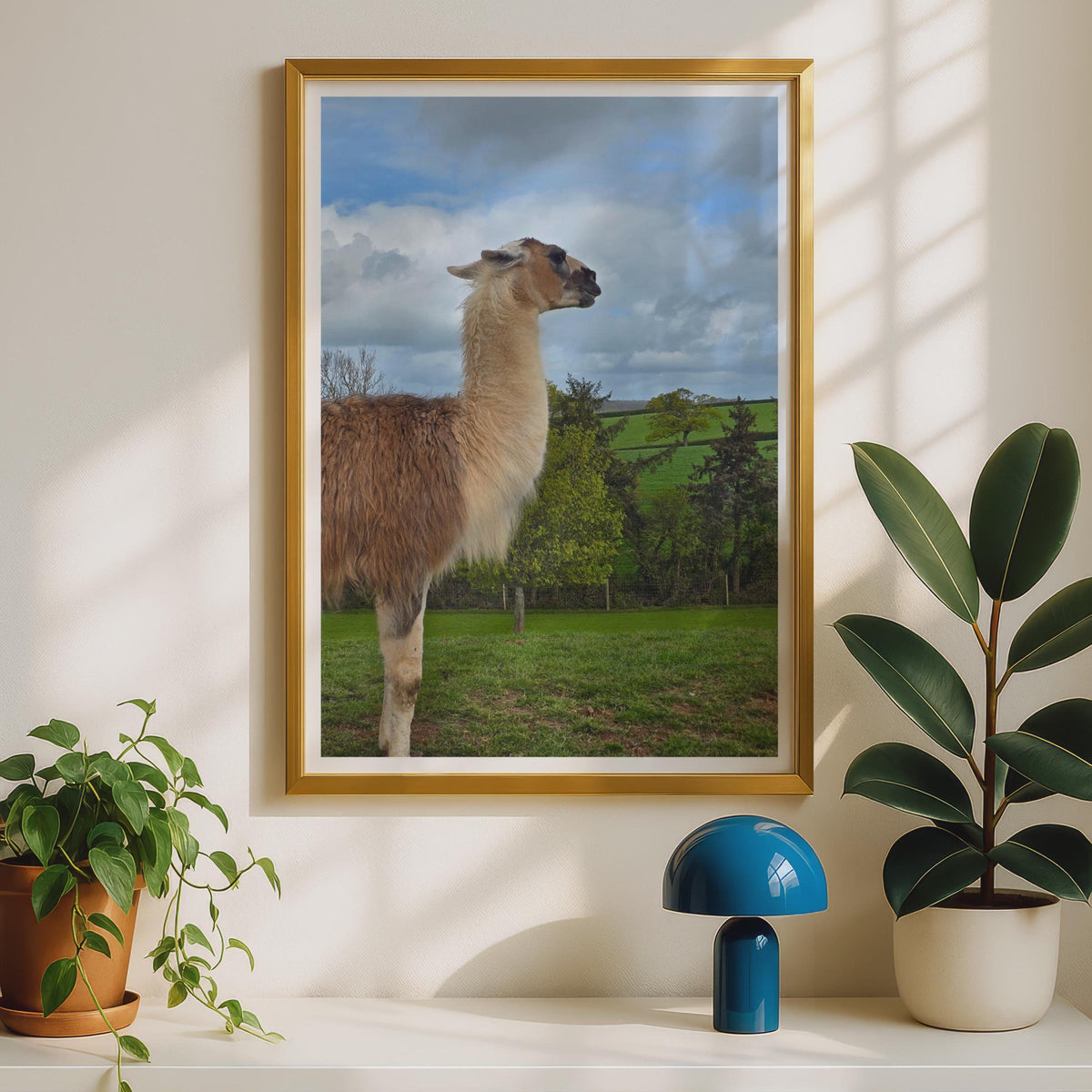 Llama Photography Print, British Countryside Animal Poster, Green Fields Wall Art, Fluffy Llama Photo, Farm Animal Print for Home Decor
