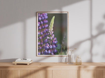 Lupin Flower Photography Print, Purple Botanical Wall Art, Floral Poster, Garden Photo, Violet Wildflower Decor, Close Up Nature Print