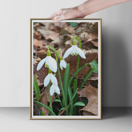 Snowdrop Flower Photo Print, White Spring Floral Wall Art, Galanthus Botanical Poster, Nature Photography, Garden Decor, Early Spring Gift