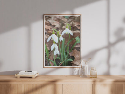 Snowdrop Flower Photo Print, White Spring Floral Wall Art, Galanthus Botanical Poster, Nature Photography, Garden Decor, Early Spring Gift
