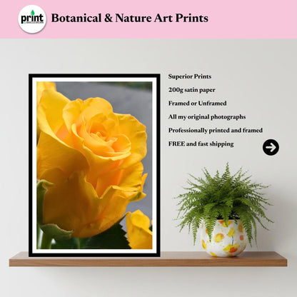 Yellow Rose Print: Botanical Fine Art Floral Decor Poster