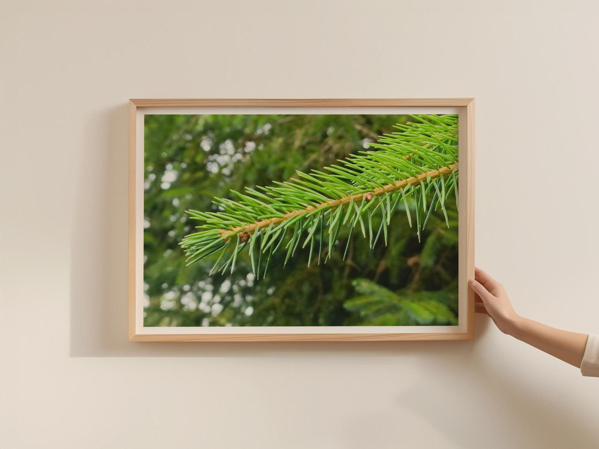 Pine Branch Close Up Poster, Evergreen Tree Framed-Print, Green Forest Wall Art, Nature Macro Photography, Botanical Forest Decor
