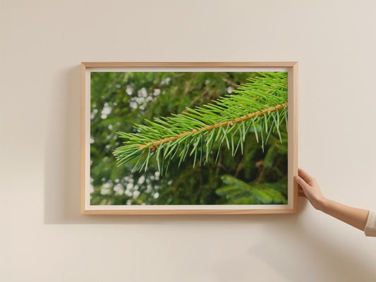 Pine Branch Close Up Poster, Evergreen Tree Framed-Print, Green Forest Wall Art, Nature Macro Photography, Botanical Forest Decor