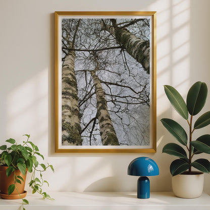 Birch Tree Photography Poster - image 2