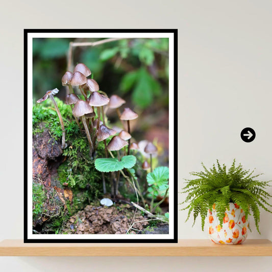 Fairy Inkcap Fungi Print Art, Mushroom Nature Photography, Woodland Decor, Botanical & Fungi Collection, Archival FSC Certified Print