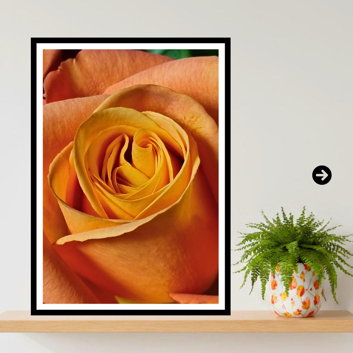 Apricot Rose Print: Macro Botanical Fine Art Flower Photography (Rose Collection)