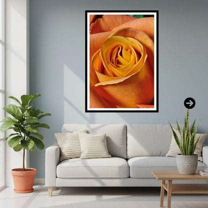 Apricot Rose Print: Macro Botanical Fine Art Flower Photography (Rose Collection)