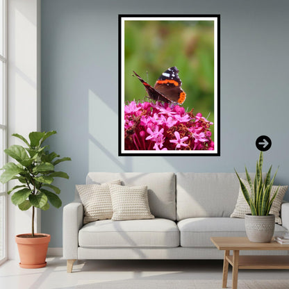 Red Admiral Butterfly Print, Pink Flower Nature Photography, Wildlife Botanical Decor