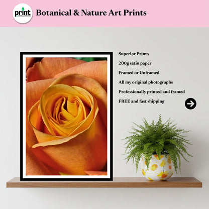 Apricot Rose Print: Macro Botanical Fine Art Flower Photography (Rose Collection)