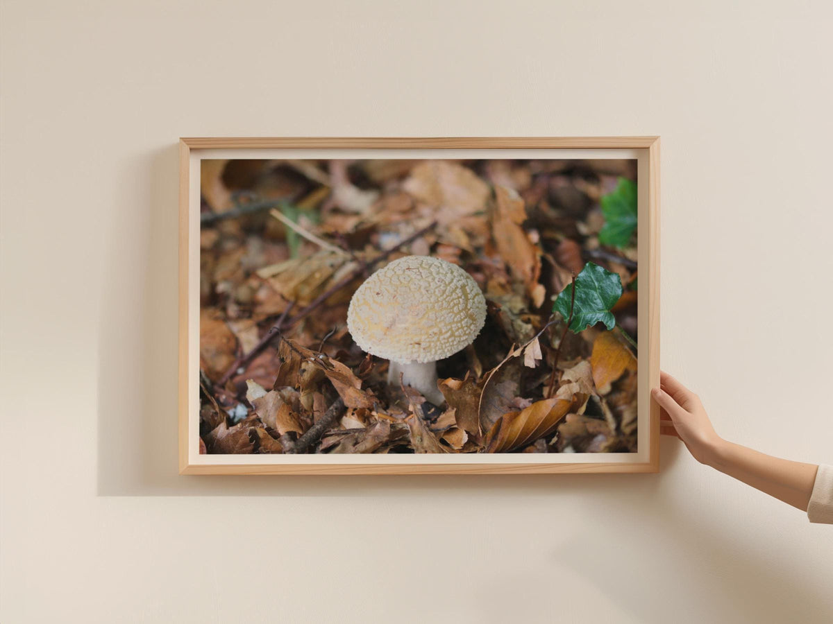 Woodland Fungi Poster, Amanita Mushroom Framed Print, Autumn Forest Floor Nature Photography Wall Art