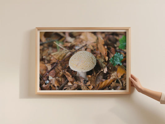 Woodland Fungi Poster, Amanita Mushroom Framed Print, Autumn Forest Floor Nature Photography Wall Art
