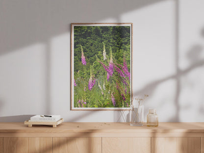 Foxglove Flower Print, Pink Purple Garden Wall Art, British Wildflower Poster, Cottage Garden Decor, Summer Floral Photography Print
