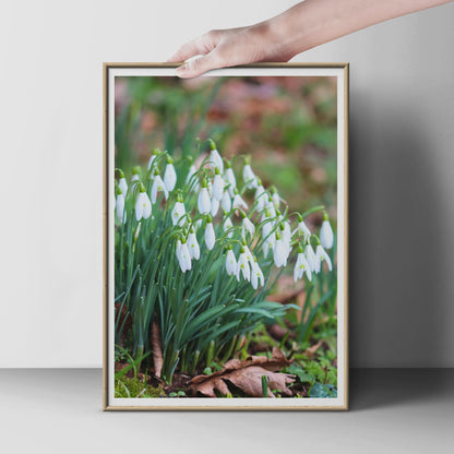 Snowdrop Flower Photography Print, White Spring Garden Poster, Galanthus Wall Art, Botanical Nature Photo, Green White Floral Home Decor