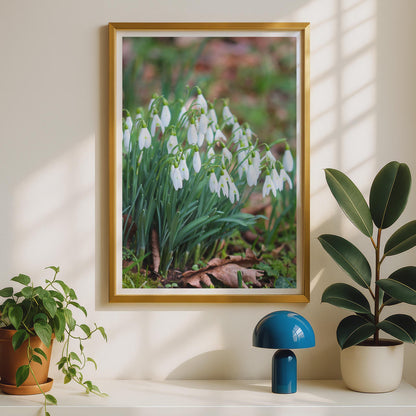Snowdrop Flower Photography Print, White Spring Garden Poster, Galanthus Wall Art, Botanical Nature Photo, Green White Floral Home Decor