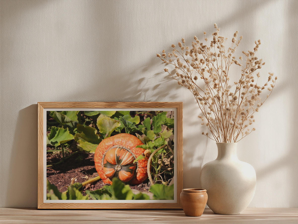Pumpkin Patch Poster, Autumn Squash Framed-Print, Orange Gourd Garden Wall Art, Harvest Season Botanical Photography Print