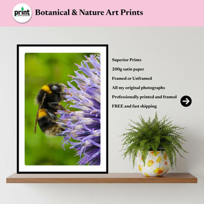 Macro Bumblebee Photography Print | Purple Floral Botanical Nature Decor