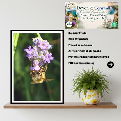 Honeybee Clinging to Lavender Print | Nature Photography, Wildlife Art, Pollinator Decor, Summer Garden, Archival Paper, Gift Nature Lovers