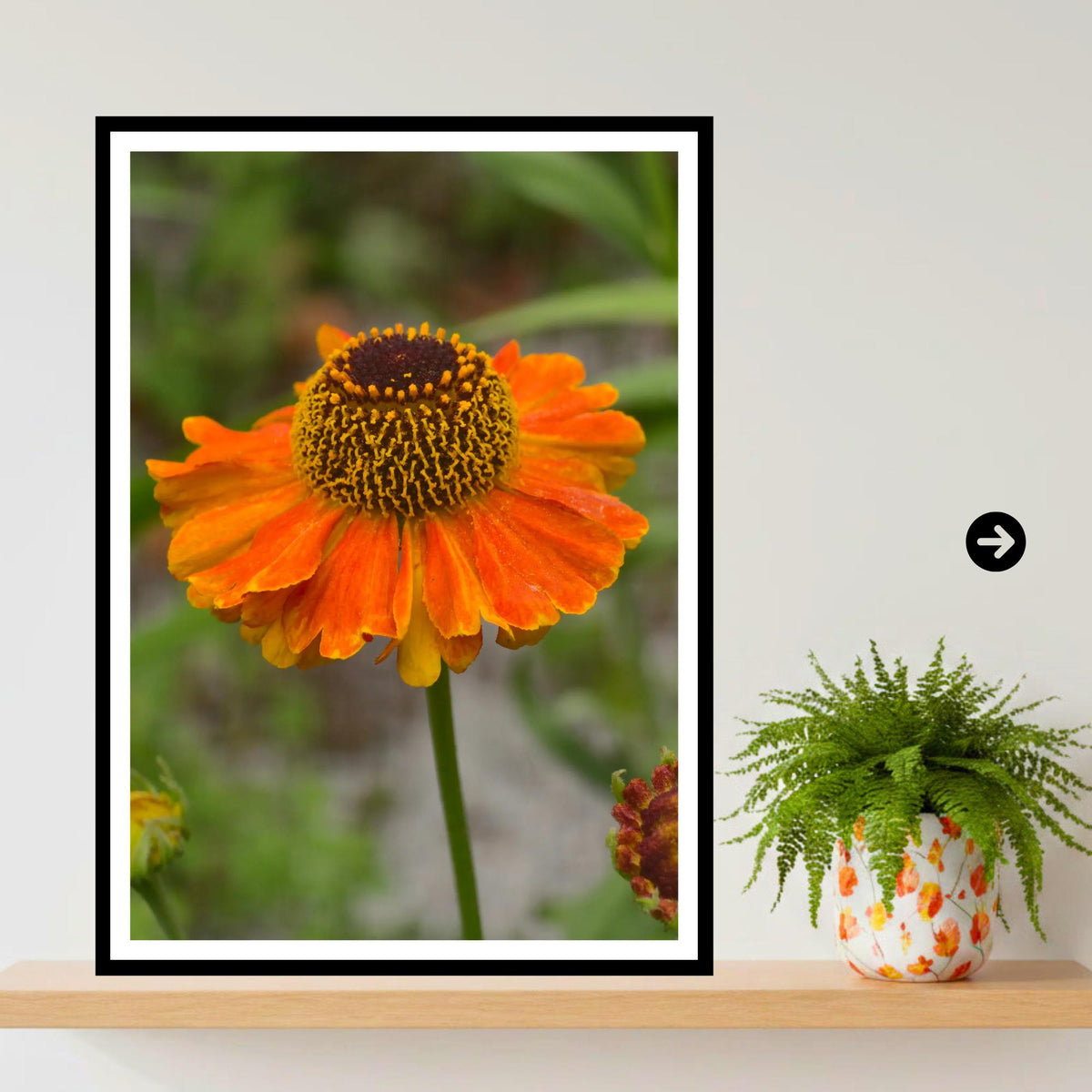 Rudbeckia Golden Summer Print, Floral Wall Art, Garden Lover Gift, Nature Photography, Botanical Artwork, Vibrant Home Decor, Archival Paper