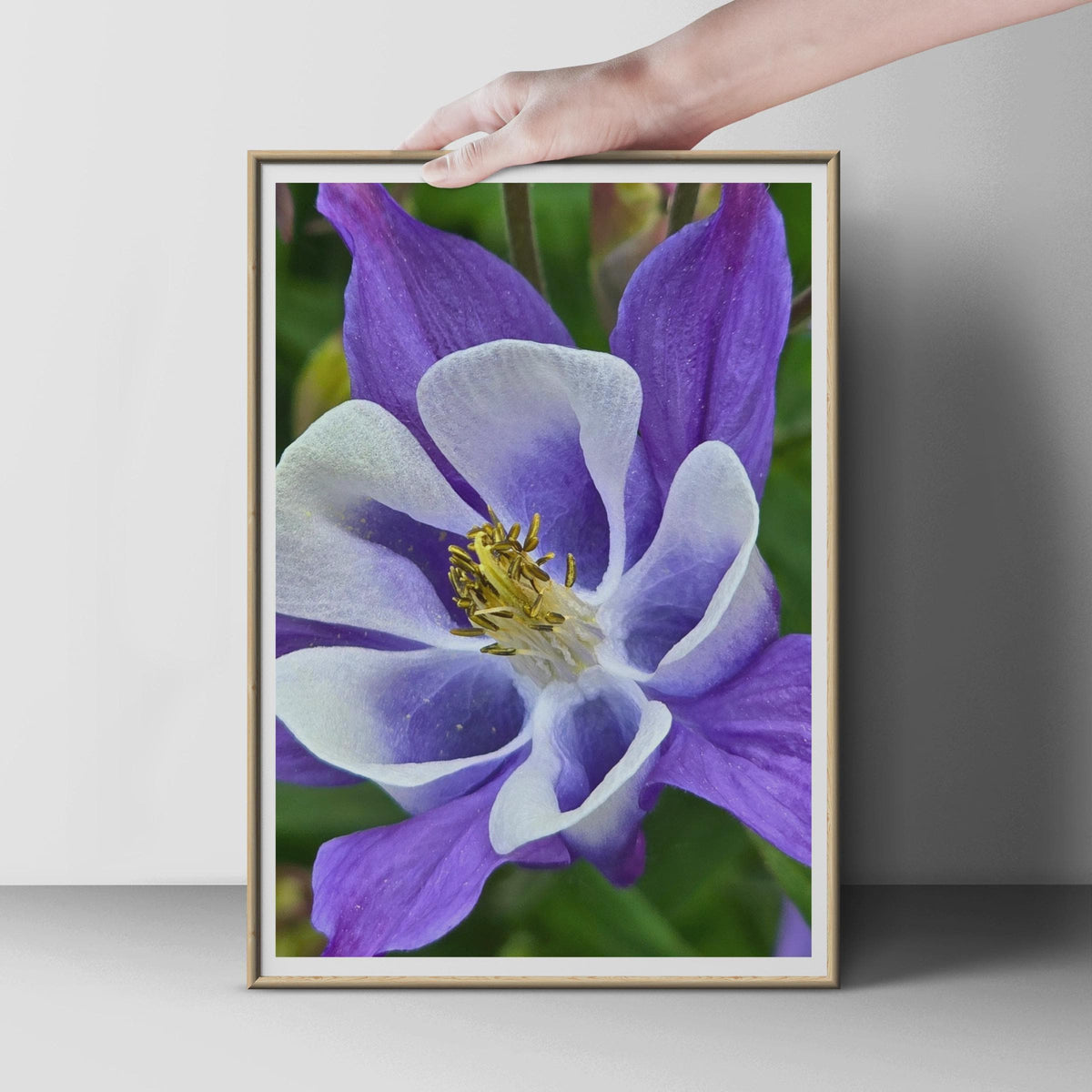 Purple Columbine Flower Poster, Close Up Botanical Wall Art Print, Violet White Garden Floral Photo, Nature Lover Gift, Living Room Decor