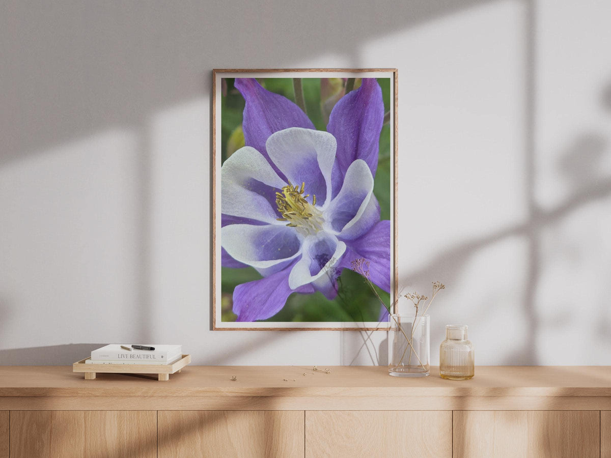 Purple Columbine Flower Poster, Close Up Botanical Wall Art Print, Violet White Garden Floral Photo, Nature Lover Gift, Living Room Decor