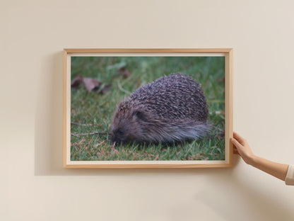 Hedgehog Poster, British Wildlife Wall Art, Garden Hedgehog Framed-Print, Nature Photography Print, Wildlife Lover Gift, Dusk Animal