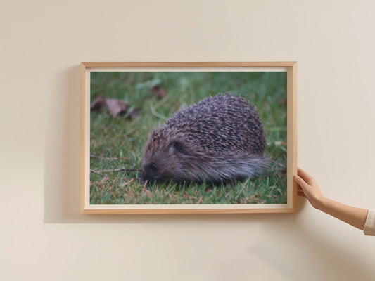 Hedgehog Poster, British Wildlife Wall Art, Garden Hedgehog Framed-Print, Nature Photography Print, Wildlife Lover Gift, Dusk Animal