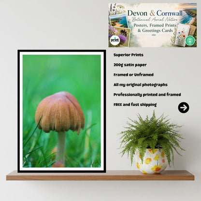 Pleated Inkcap Fungi Print | Botanical Mushroom Art, Nature Photography, Forest Decor, Archival Paper, FSC Certified, Unique Gift