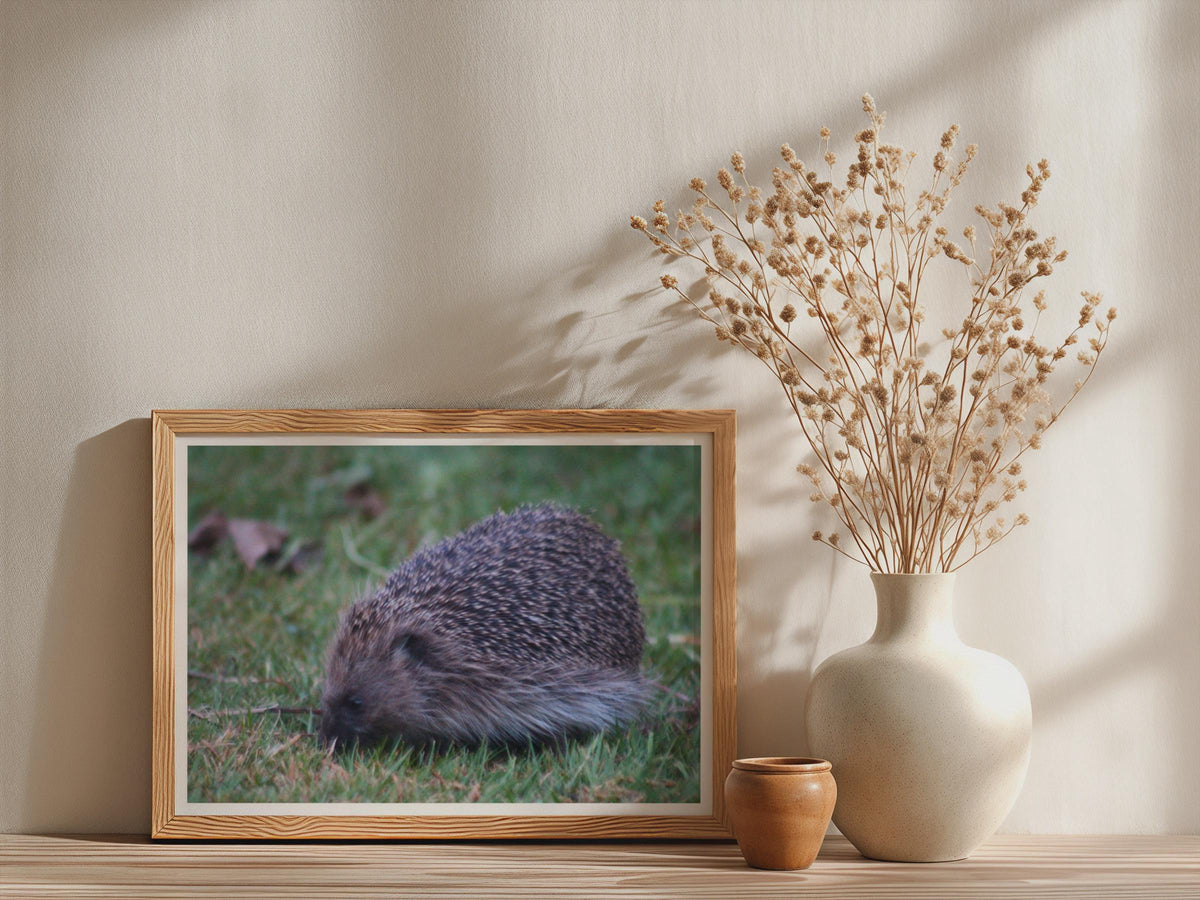 Hedgehog Poster, British Wildlife Wall Art, Garden Hedgehog Framed-Print, Nature Photography Print, Wildlife Lover Gift, Dusk Animal