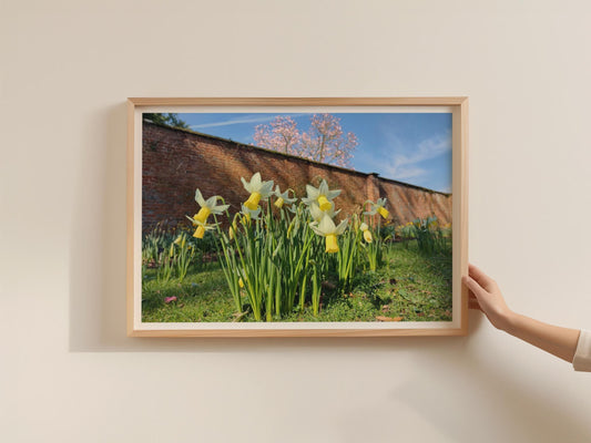Daffodil Walled Garden Poster, Spring Flowers Framed-Print, Yellow Narcissus Wall Art, English Country Garden, Botanical Flower Print