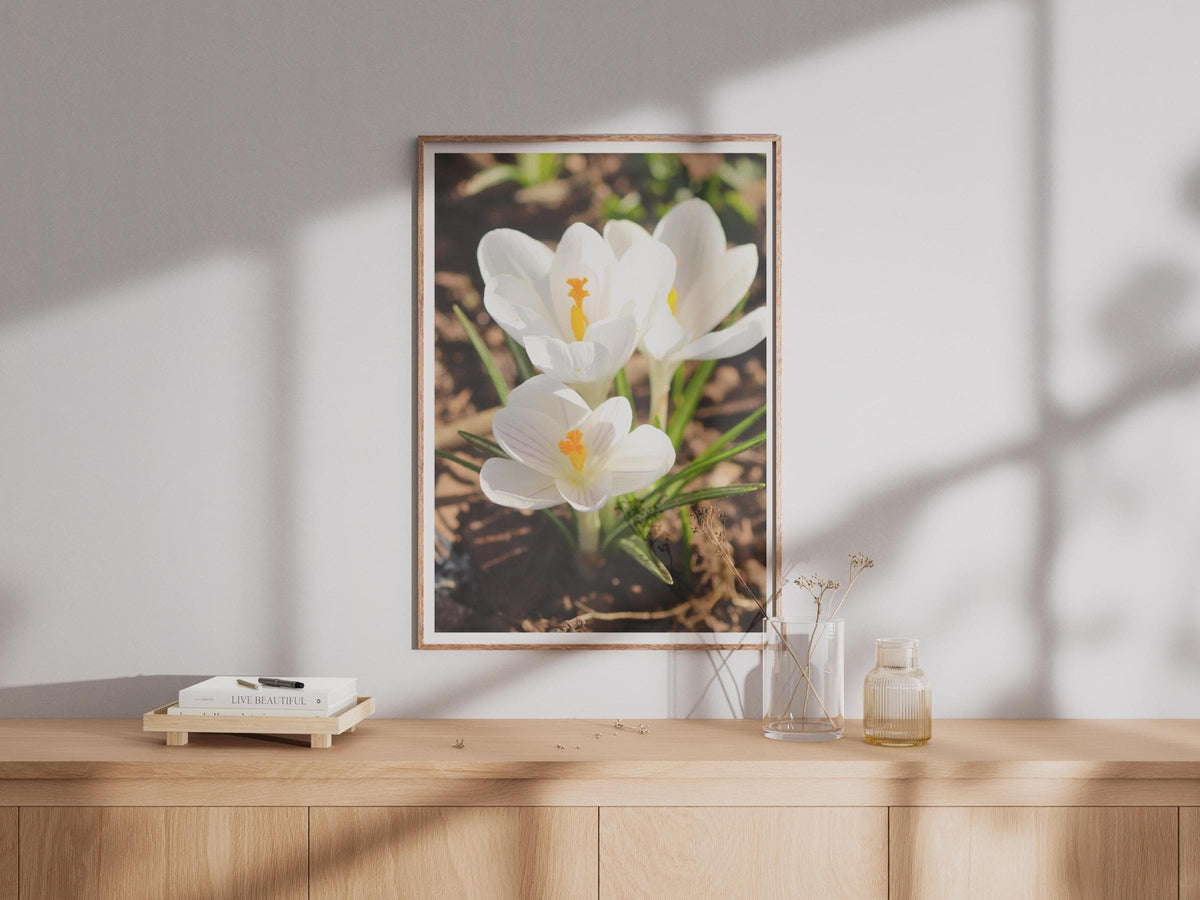 White Crocus Flower Photography Print, Spring Garden Wall Art, Botanical Poster, Nature Close Up, Yellow Stamen Floral Home Decor Gift