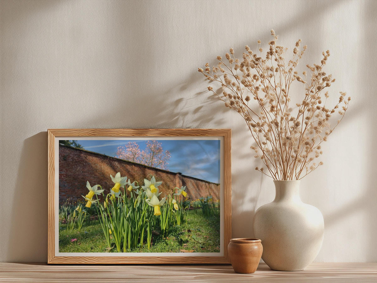 Daffodil Walled Garden Poster, Spring Flowers Framed-Print, Yellow Narcissus Wall Art, English Country Garden, Botanical Flower Print