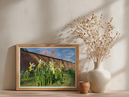 Daffodil Walled Garden Poster, Spring Flowers Framed-Print, Yellow Narcissus Wall Art, English Country Garden, Botanical Flower Print