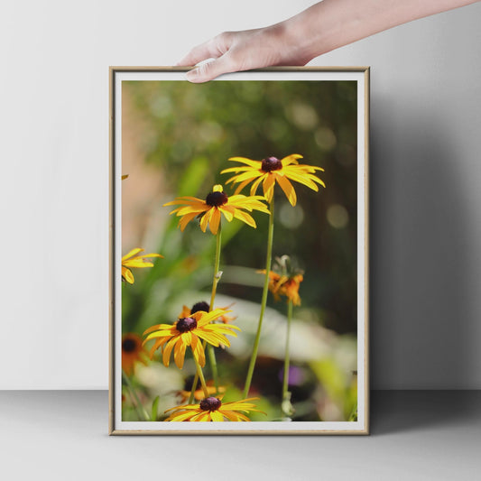 Black Eyed Susan Flower Poster, Yellow Rudbeckia Wall Art, Botanical Garden Print, Summer Floral Photography, Nature Lover Gift