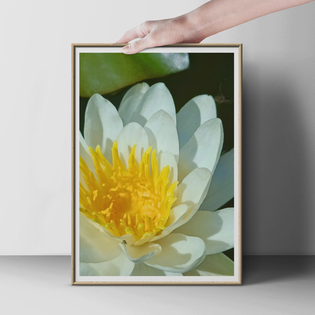 White Water Lily Poster, Yellow Stamen Floral Close Up Print, Botanical Wall Art, Pond Flower Photography, Nature Lover Gift, Calm Decor
