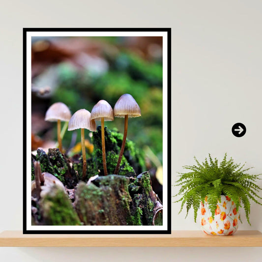 Common Bonnet Fungi Print Art, Mushroom Wall Decor, Nature Photography, Woodland Fungi Illustration, FSC Certified Archival Poster