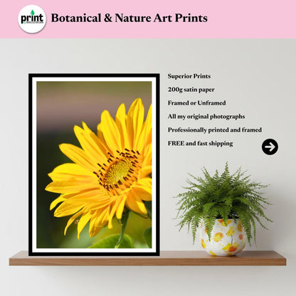 Golden Sunflower Photography Print | Botanical Summer Floral Wall Art