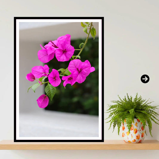 Pink Bougainvillea Branch - Eden Project Cornwall Wall Art Photography Print