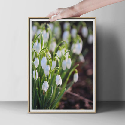 Snowdrop Flower Photography Print, White Spring Flowers Wall Art, Botanical Garden Poster, Nature Photo, Galanthus Floral Home Decor Gift