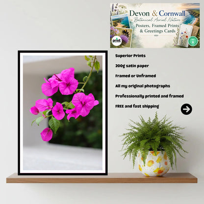Pink Bougainvillea Branch - Eden Project Cornwall Wall Art Photography Print