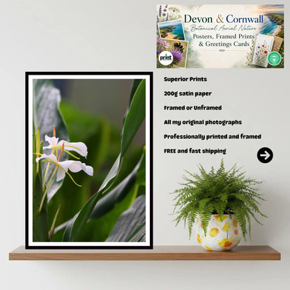 White Ginger Flower at Eden Project Cornwall — Botanical Wall Art Photography Print