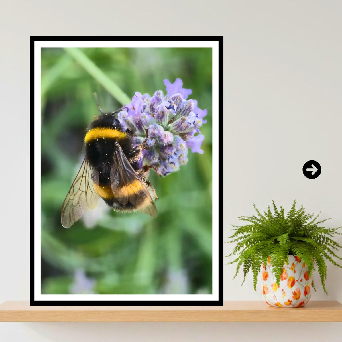 Bumblebee on Lavender Flower Print, Pollinator Art, Nature Photography, Garden Wildlife Decor, Calming Floral Wall Art, Archival Paper