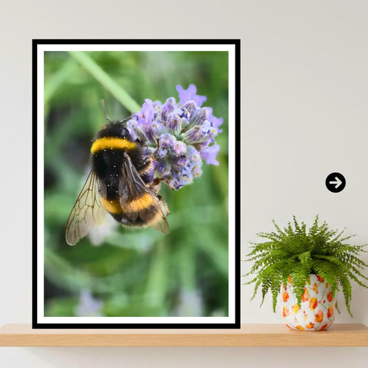 Bumblebee on Lavender Flower Print, Pollinator Art, Nature Photography, Garden Wildlife Decor, Calming Floral Wall Art, Archival Paper
