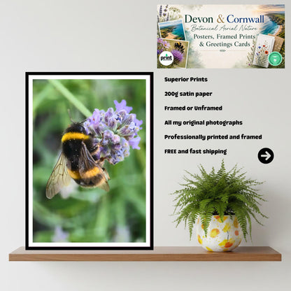 Bumblebee on Lavender Flower Print, Pollinator Art, Nature Photography, Garden Wildlife Decor, Calming Floral Wall Art, Archival Paper