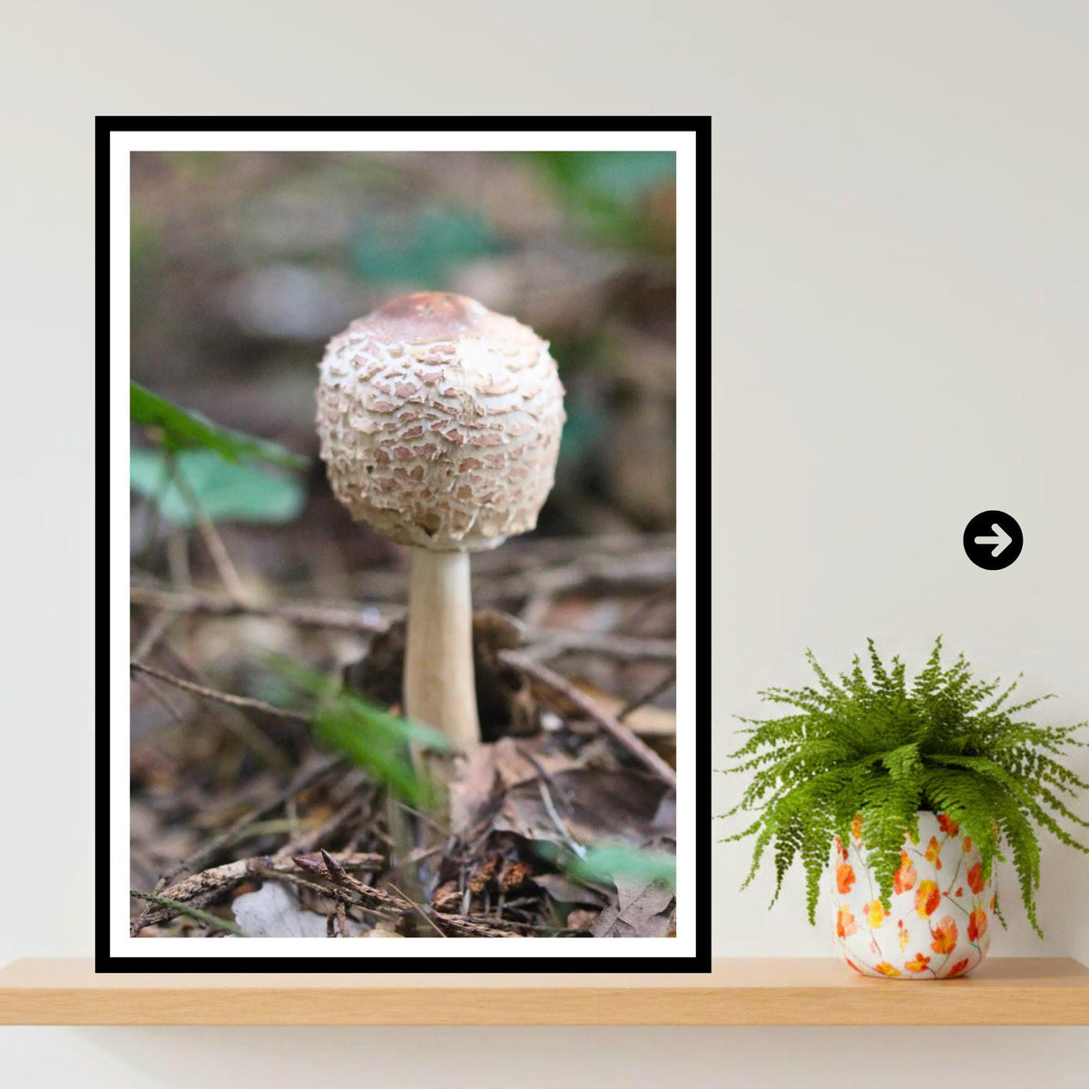 Parasol Mushroom Fungi Print Art, Woodland Nature Photography, Botanical Poster, Archival Paper, Unique Forest Decor, Mycology Art