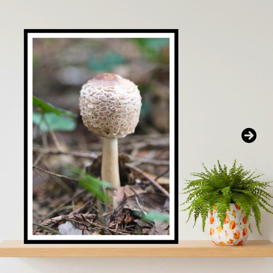 Parasol Mushroom Fungi Print Art, Woodland Nature Photography, Botanical Poster, Archival Paper, Unique Forest Decor, Mycology Art