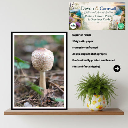 Parasol Mushroom Fungi Print Art, Woodland Nature Photography, Botanical Poster, Archival Paper, Unique Forest Decor, Mycology Art