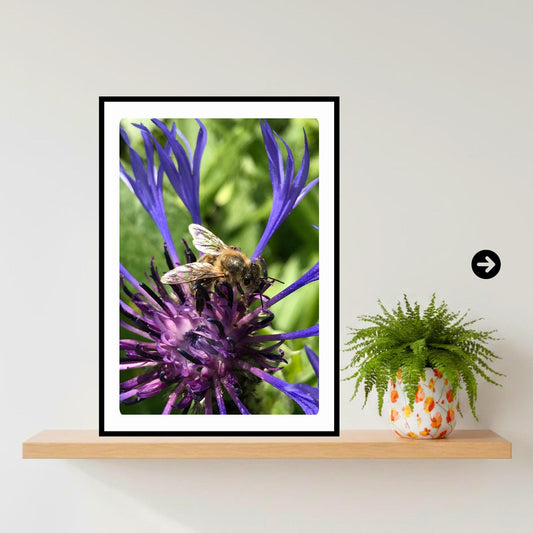 Macro Bee Photography Print | Purple Botanical Flower Nature Decor