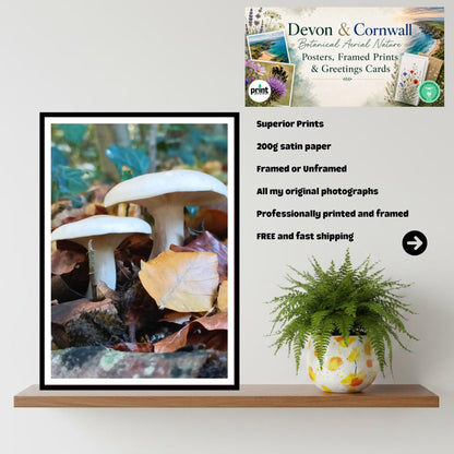 Clouded Funnel Fungi Print Art | Mushroom Nature Photography | Fungi Wall Decor | Botanical and Woodland Print on Archival Paper